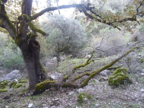 Pajaruco - Hondon