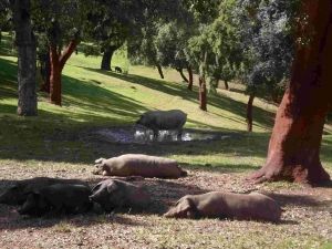 Aracena - Corteconcepcion