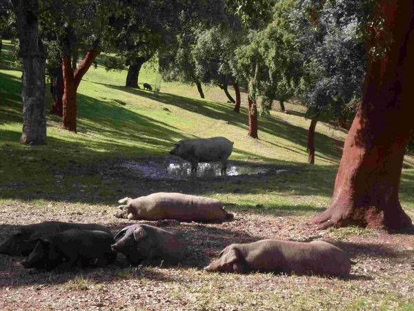 Aracena - Corteconcepcion