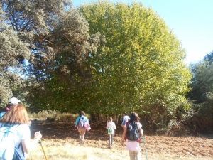 Castañas Constantina 2017